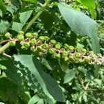 Phytolacca americanaFloare