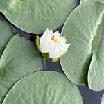 Nymphaea odorata Flor