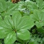 Rodgersia aesculifolia Hoja