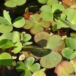 Marsilea quadrifolia Yeri