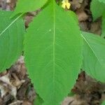 Impatiens parviflora Blad