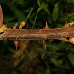 Caesalpinia decapetala Bark