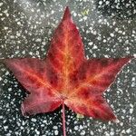 Liquidambar styracifluaपत्ता