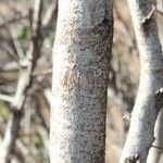 Flacourtia indica Bark