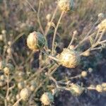 Centaurea salonitana Fruit