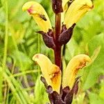 Pedicularis sceptrum-carolinum Flor