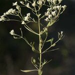 Eupatorium hyssopifolium Celota