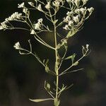 Eupatorium hyssopifolium Vekstform