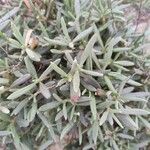 Helianthemum syriacum Hoja