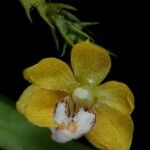 Thrixspermum merguense Flor