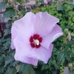 Hibiscus syriacus 花