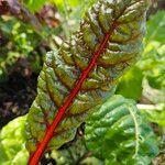 Beta vulgaris Blad