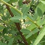 Cytisus nigricans Bark