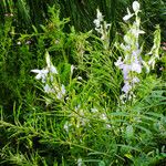 Galega officinalis Frucht