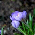 Crocus vernus Інше