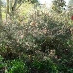 Rhododendron pubescens Hábito