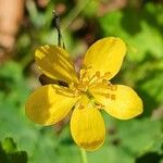 Chelidonium majus Floare