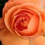 Rosa chinensis Цвят