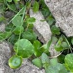 Hydrocotyle umbellata List