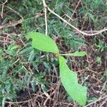 Aphelandra scabra Hoja