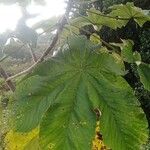Cecropia schreberiana Hoja