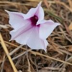 Ipomoea mombassana 花