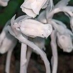 Monotropa uniflora Kvet