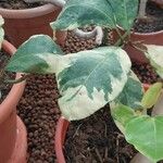 Oreopanax nymphaeifolius Otro