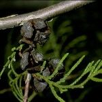 Cupressus pendula Frucht