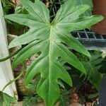 Philodendron pinnatifidum Leht