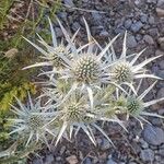 Eryngium glaciale