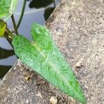 Ipomoea aquatica Blad