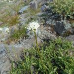 Valeriana californica ᱛᱟᱦᱮᱸ