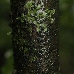 Cordia nodosa Kôra