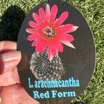 Lobivia arachnacantha Кветка