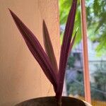 Tradescantia spathacea ഇല