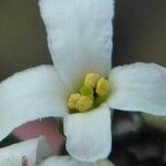 Hornungia alpina Квітка