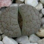 Lithops pseudotruncatella Leaf