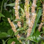 Salix breviserrata Mbuma
