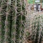 Pachycereus pringlei Habit