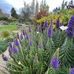 Echium candicans 花