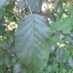 Alnus orientalis Leaf