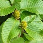 Betula chichibuensis Fruit