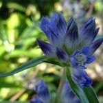 Gentiana walujewii Otro