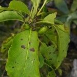 Exostema caribaeum Fruit