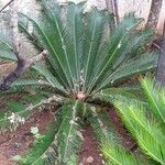 Cycas revolutaഇല