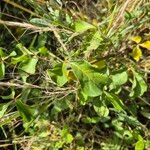 Commiphora baluensis Blatt