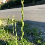 Lolium perenne Flower