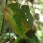 Dombeya ciliata Folla