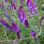 Vicia eriocarpa Blodyn